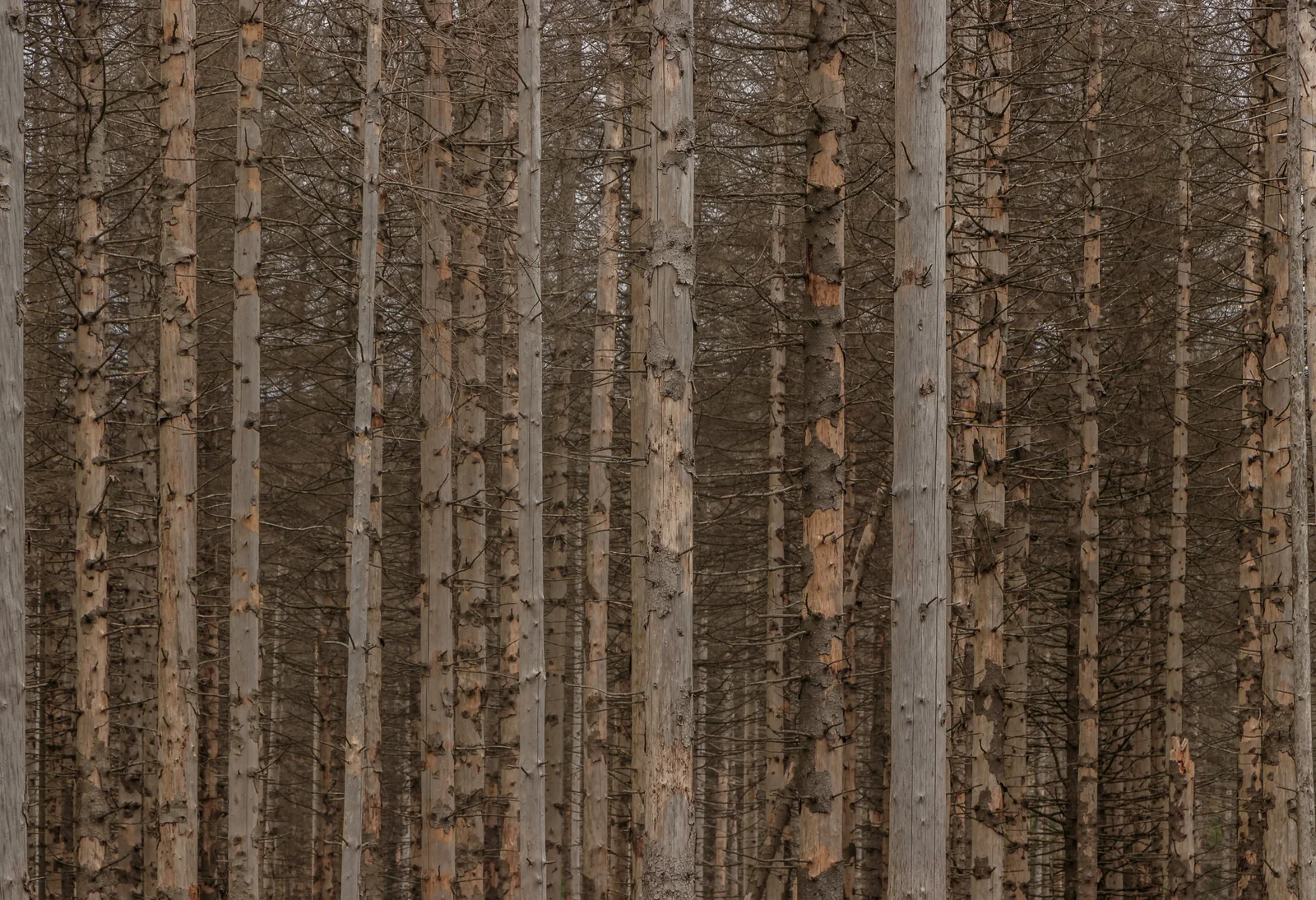 Standing dead spruce trunks at Wurmberg in the Harz.